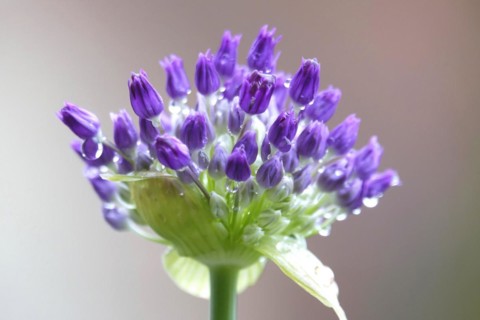 Ornamental leek (Alium), water droplets, spring, Germany, Europe