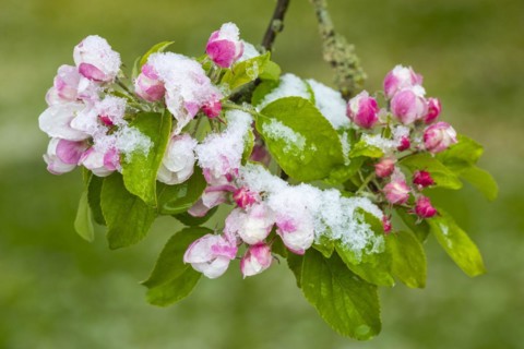 Apple blossom with snow, apple tree (Malus), pome fruit tree (Pyrinae), meadow orchard, spring,