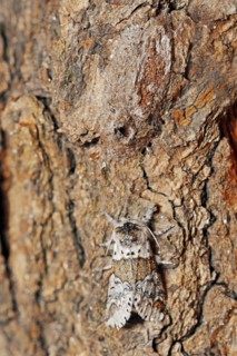 Sallow kitten moth (Furcula furcula), freshly hatched butterfly and cocoon, North Rhine-Westphalia,