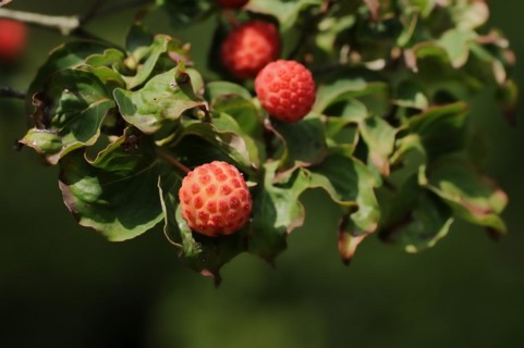 Japanese flowering dogwood (Cornus kousa), fruit, native to Asia, ornamental plant, North