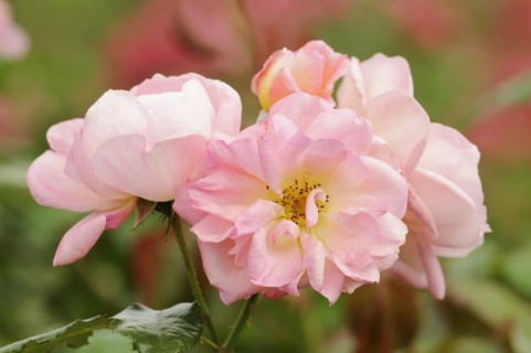 Garden rose or rose 'Nymphenburg' (Rosa hybrida), flowers, ornamental plant, North
