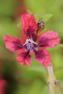 Cuphea 'Vienco Burgundy' (Cuphea llavea), flower, ornamental plant, North Rhine-Westphalia,