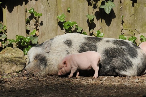 Goettingen minipig (Sus scrofa f. domestica), sow and piglet, North Rhine-Westphalia, Germany,