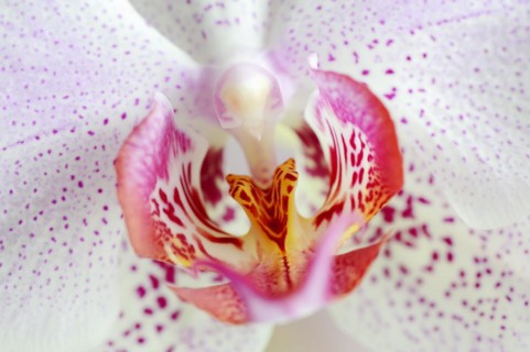 Butterfly orchid (Phalaenopsis), detail of the flower, houseplant, North Rhine-Westphalia, Germany,