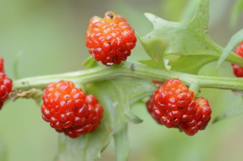 Strawberry spinach (Chenopodium foliosum, Blitum virgatum), fruit, vegetable and ornamental plant,