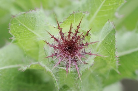 Benedict's weed (Centaurea benedicta, Cnicus benedictus), flower bud, medicinal plant, North