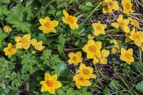 Yellow anemones (Anemone ranunculoides), Allgaeu, Swabia, Bavaria, Germany, Europe