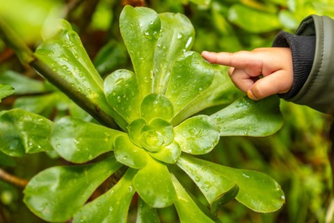 A child touching a plant in the Laurisilva forest of Los tilos de Moya in Doramas, Gran Canaria