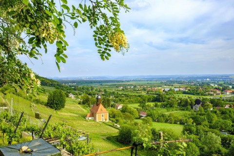 Vineyard landscape and vineyard church on Leitenweg in Pillnitz, Dresden, Saxony, Germany, Europe