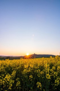 Landscape at sunrise. Beautiful morning landscape with fresh yellow rape fields in spring. Small