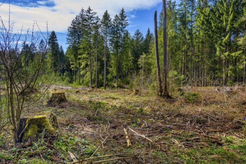 Spruce forest, pole forest with clear cut, Kemptner Wald, Allgaeu, Swabia, Bavaria, Germany, Europe