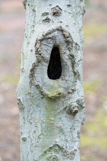 Deadwood structure Cave in deciduous forest, small cave on thin trunk, important habitat for