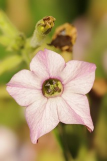 Ornamental tobacco (Nicotiana plumbaginifolia), flower, native to Central and South America