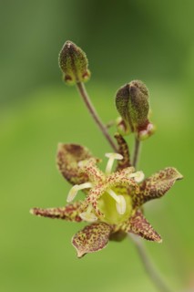 Toad lily (Tricyrtis puberula), flower, native to China
