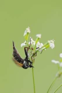 Empis tessellatav (Empis tessellata), North Rhine-Westphalia, Germany, Europe