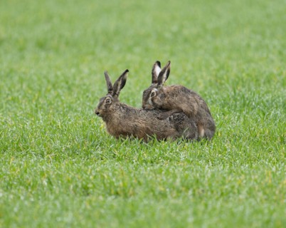 European hare (Lepus europaeus), mating, copula on a grain field, wildlife, Thuringia, Germany,