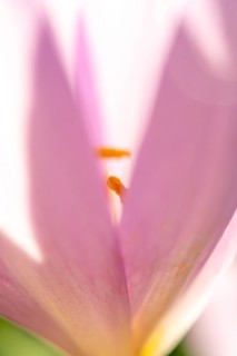 Detail of the stamen in an meadow saffron (Colchicum autumnale) . Alsace, East, France, Europe