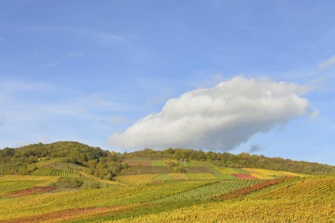 View of autumnal vineyards on the Roemerberg, Roman burial chamber, blue cloudy sky, wine village