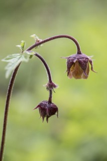 Water avens (Geum rivale), Emsland, Lower Saxony, Germany, Europe