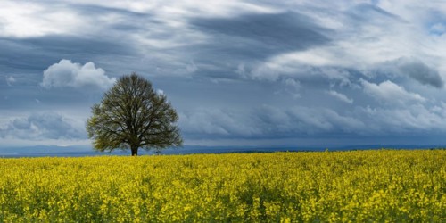 Lime tree (Tilia) on the Hoedinger Berg, Hoedingen, Lake Constance district, Upper Swabia,