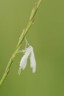 White bindweed moth or sloe ghost (Pterophorus pentadactyla, Pterophorus pentadactylus) with