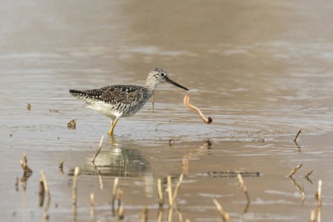 Greater yellowlegs (Tringa melanoleuca) eating a worm, La Mauricie national park, province of