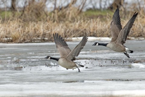 Canada geese (branta canadensis), pair taking off on a frozen marsh, Lac Saint-Pierre biosphere