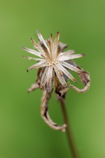 Black-fruited two-tooth (Bidens frondosa, Bidens melanocarpus), fruit stand, North