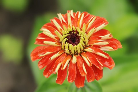 Zinnia (Zinnia elegans, Zinnia violacea), flower, ornamental plant, North Rhine-Westphalia,