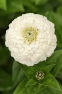 Zinnia (Zinnia elegans, Zinnia violacea), flower, ornamental plant, North Rhine-Westphalia,