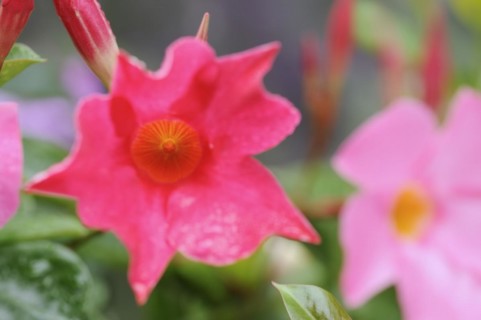 Mandevilla (Dipladenia sanderi, Mandevilla sanderi), flower, ornamental plant, North