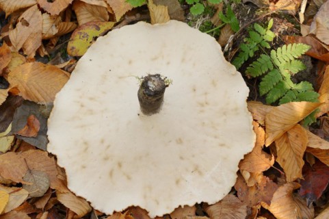 Chestnut-brown stem porling or black-red porling (Picipes badius, Polyporus badius), underside,