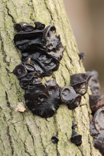 Warty glandular or warty black glandular (Exidia nigricans, Exidia plana), North Rhine-Westphalia,