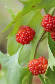 Strawberry spinach (Chenopodium foliosum, Blitum virgatum), fruit, vegetable and ornamental plant,