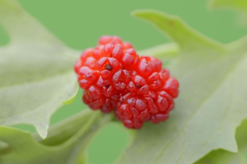 Strawberry spinach (Chenopodium foliosum, Blitum virgatum), fruit, vegetable and ornamental plant,