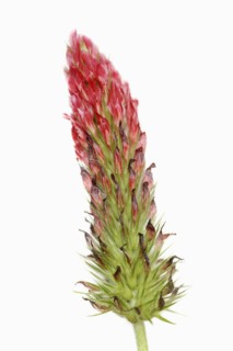 Purple clover or purple clover (Trifolium rubens) against a white background, North