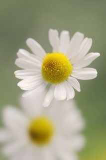 Chamomile (Matricaria recutita, Matricaria chamomilla), flower, medicinal plant, North