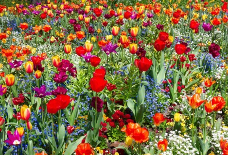 Colourful flower meadow with mainly tulips (Tulipa sylvestris)