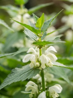 White nettle (Lamium album) in bloom, Leoben, Styria, Austria, Europe