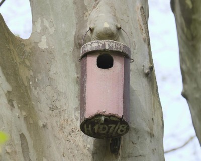Stock dove nesting box on a plane tree, Rosensteinpark, Stuttgart, Baden-Wuerttemberg, Germany,