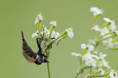 Empis tessellatav (Empis tessellata), North Rhine-Westphalia, Germany, Europe