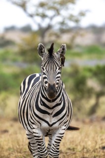Plains zebra (Equus quagga) with several yellow-billed oxpecker (Buphagus africanus), African