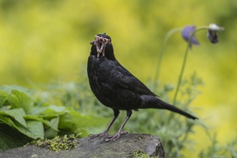 Blackbird (Turdus merula) with earthworms in its beak, Emsland, Lower Saxony, Germany, Europe