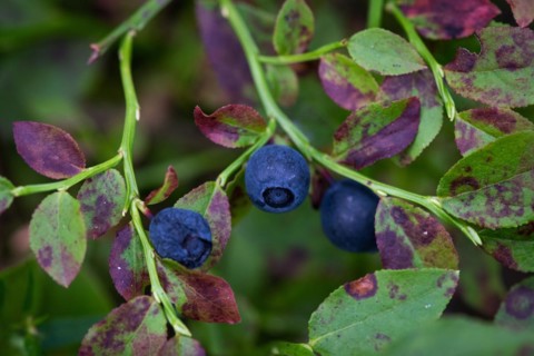 European blueberry (Vaccinium myrtillus), Blueberries, Finland, Europe