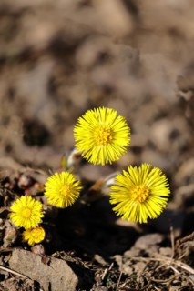 Coltsfoot (Tussilago farfara), close-up of a group of flowers by the wayside, Wilnsdorf, North