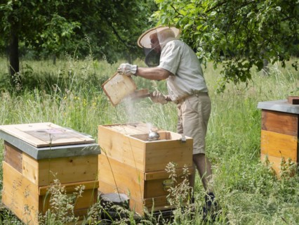 Beekeeper in protective clothing inspecting a frame with honey bees (Apis mellifera), North