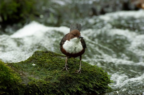 White-throated Dipper (Cinclus cinclus) sitting on rocks in rushing water looking for food,