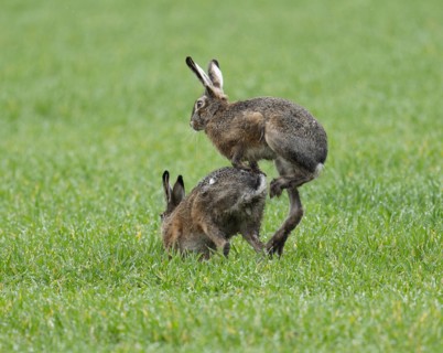 European hare (Lepus europaeus), mating, copula on a grain field, after mating the female hare