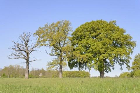 Three oak trees (Quercus), standing deadwood, two trees with blossoms and leaf buds on a pasture,