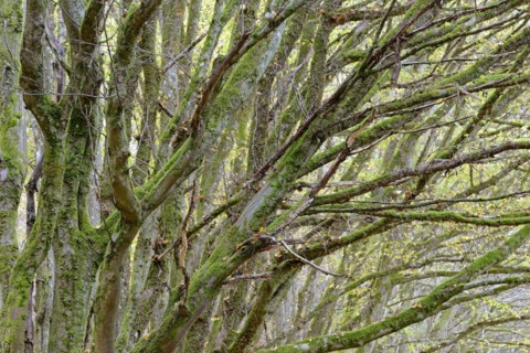Deciduous trees, mossy european hornbeams (Carpinus betulus), Eastern Eifel, Rhineland-Palatinate,